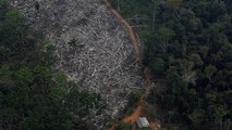 Amazónia e Sibéria: pulmões do mundo em risco