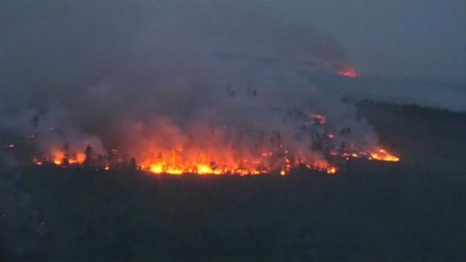 Brände vernichten den Lebensraum Wald