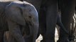African Elephants Herded Across Continent by Conservation Group