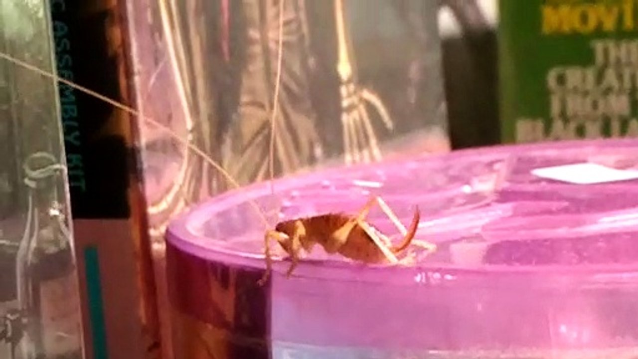 Camel Cricket