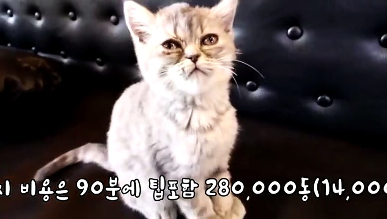 정읍출장안마 -후불1ØØ%ョOiON7467N4367｛카톡VR91｝ 정읍전지역출장마사지 정읍오피걸 정읍출장안마 정읍출장마사지 정읍출장안마  정읍출장콜걸샵안마 정읍출장아로마●∵⊋ 정읍출장샵