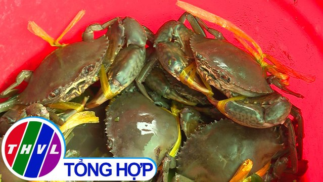 THVL | Nông nghiệp bền vững: Xây dựng thương hiệu và liên kết sản xuất cua Năm Căn