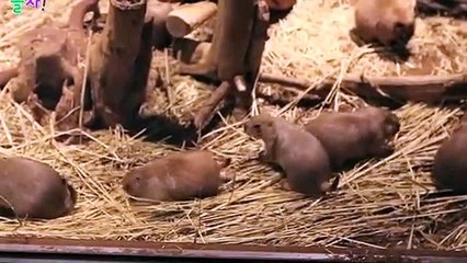 연제출장안마 -후불1ØØ%ョØ7ØM7575M0069｛카톡CC6969｝ 연제전지역출장마사지 연제오피걸 연제출장안마 연제출장마사지 연제출장안마 연제출장콜걸샵안마 연제출장아로마연제출장샵⻗≾あ