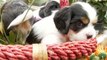 Cuddly Cavalier Puppies In a Flower Basket