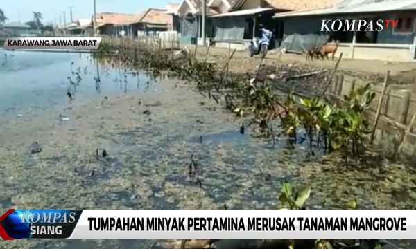 Tumpahan Minyak Pertamina Merusak Tanaman Mangrove