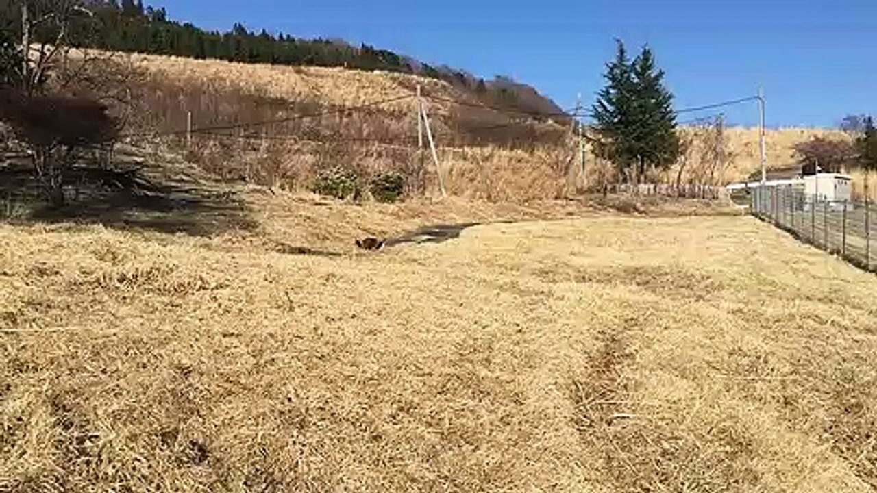 群馬のラスカル？①