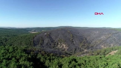 KÜTAHYA-Tavşanlı'da orman yangını