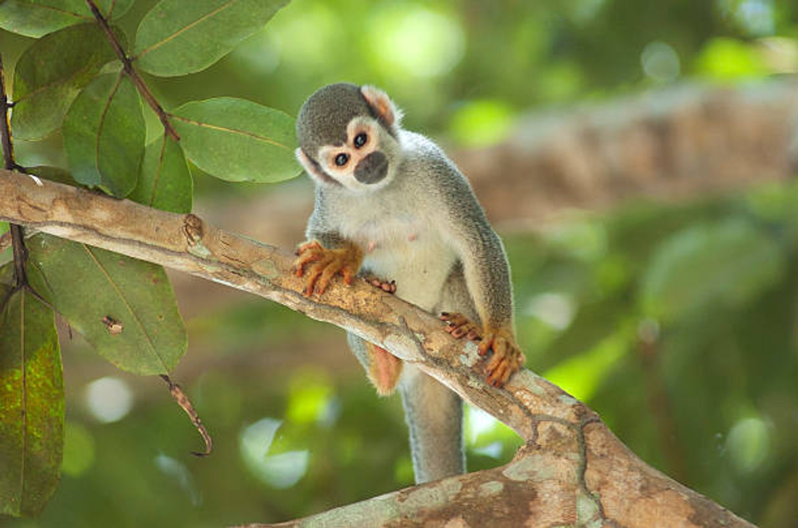 Le Singe Araignee L Acrobate D Amerique Du Sud Video Dailymotion