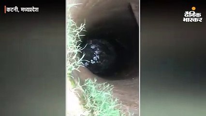 कुएं में गिर गया बाघ शावक, सुरक्षित बाहर निकाला