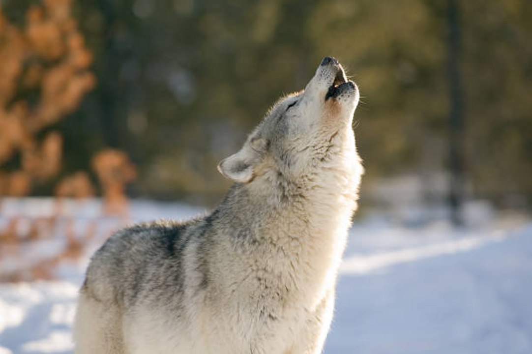 Sept faits sur les loups