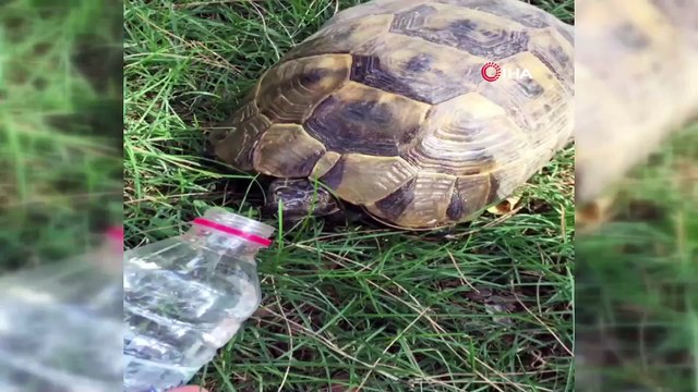 Sıcaktan bunalan kaplumbağaya pet şişeden su içirdi