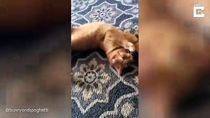 Dites "Spaghetti" et ce chat fait une roulade !