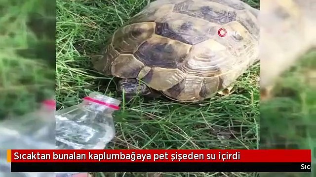 Sıcaktan bunalan kaplumbağaya pet şişeden su içirdi