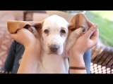 Basset Hound Puppy Peek-A-Boo