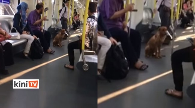 Kes pagi tadi anjing liar, jelas RapidKL