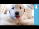 Adorable Golden Retriever Puppies in a Baby Basket - Puppy Love