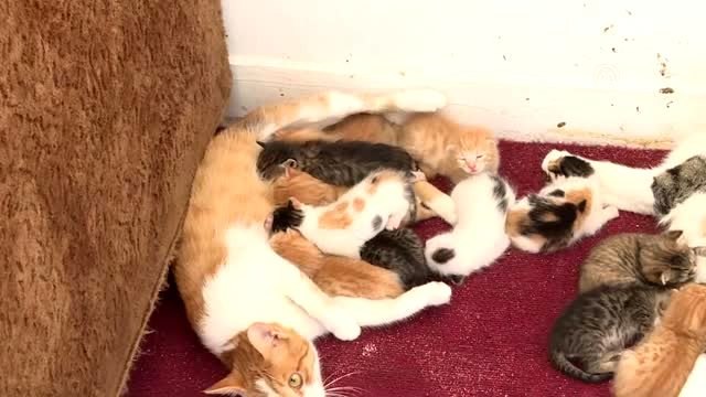 Ofisini anne adayı kedilere tahsis etti