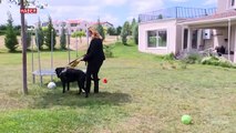 Rehber köpekler görme engellilerin hayatını kolaylaştırıyor