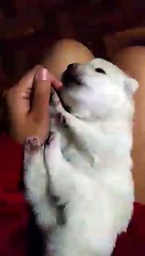 Ce bébé chiot tête un doigt en dormant !