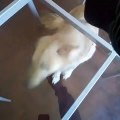 Ce chien n'arrive pas à attraper son bonbon.. à travers la table en verre !