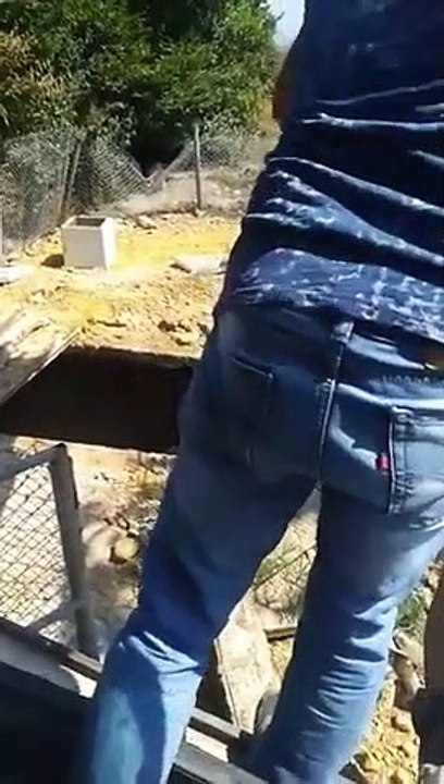 Il sauve un ours en jetant un arbre dans le tro...