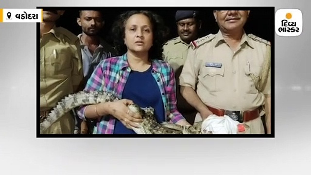 પૂર બાદ વડોદરામાં મગર દેખાયા, જાંબુવા પાસેથી 3 ફૂટનો અને વડસરમાંથી 3.5 ફૂટનો મગર પકડાયો