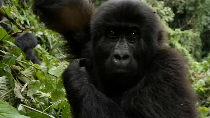 WWF beklagt Wald-Notstand: Viele Populationen seit 1970 halbiert