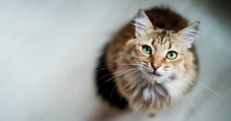 Une femme perd son chat sur une aire d'autoroute et le retrouve un mois après !