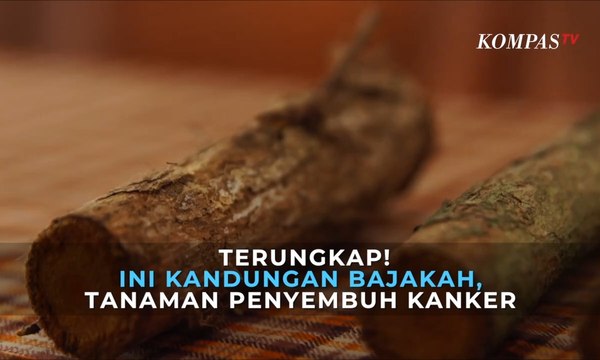 Terungkap! Inilah Kandungan Bajakah, Tanaman Penyembuh Kanker