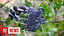 Endangered Malayan tapir born in British zoo