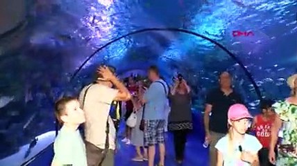 Antalya'nın 'jaws'ları dalgıç korumalar eşliğinde besleniyor