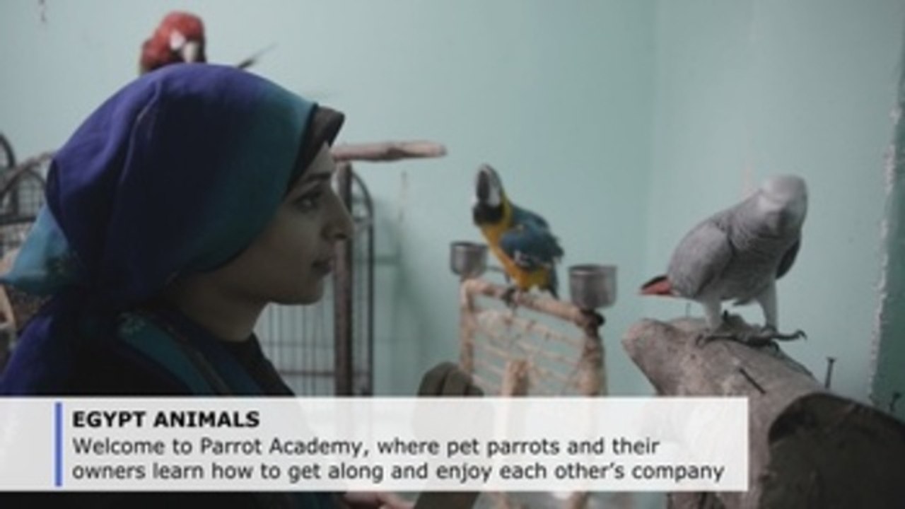 Parrot-training academy in Egypt wants to spread its wings