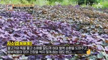 ※어죽 맛의 숨겨진 비밀※ 수상한 보라색 가루의 정체는 직접 재배한 '자소엽'