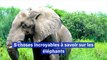 Journée internationale des éléphants 5 choses incroyables à savoir