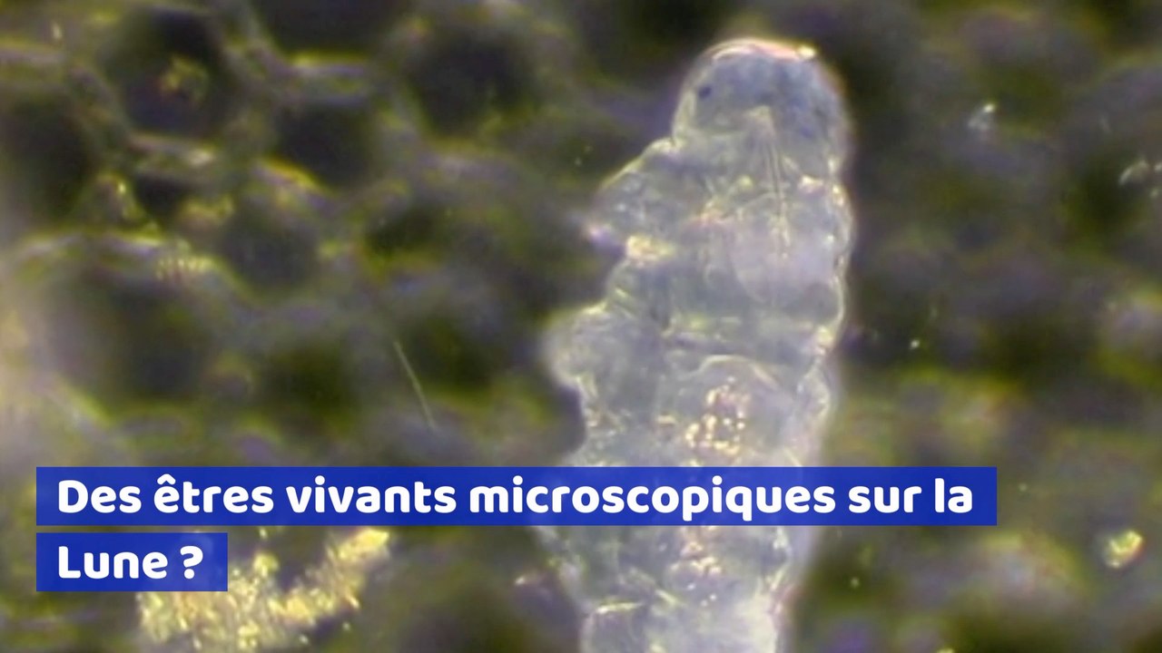 Ces êtres microscopiques pourraient avoir survécu sur la Lune