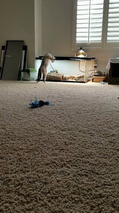 Kitty Bops Bearded Dragon on the Nose