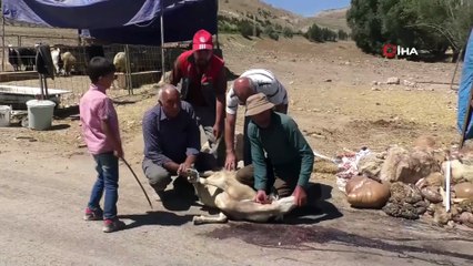 Kurbanlık fiyatları son günde yarı yarıya düştü