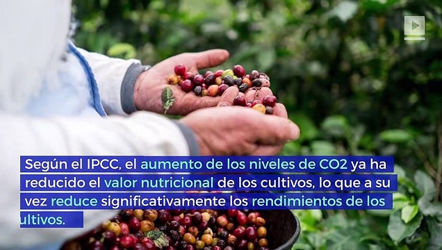 Se alerta sobre una crisis alimentaria mundial por el cambio climático
