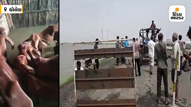 ધોધમાર વરસાદ બાદ ધોલેરા બેટમાં ફેરવાયું, 40 હજાર હેક્ટરમાં 4થી 12 ફૂટ પાણી ભરાયા