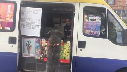 Sur la place de Fayt-le-Franc, le chien Opus attend sa glace avec impatience