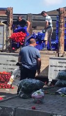 Domatesler halka satılmak yerine çöpe atılıyor