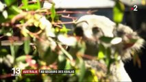 Australie : au secours des koalas