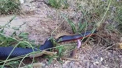 Red Bellied Black Snake attacking a Brown Snake longer version