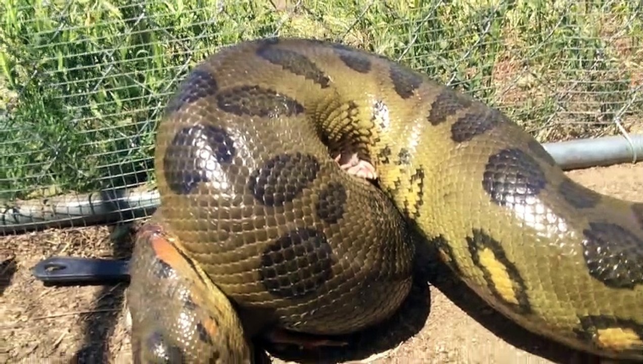 Anaconda Enters Chicken Coup to Feed, Catches 2 Birds at Same Time