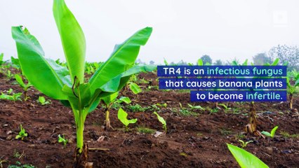 Deadly Fungus Drives Bananas Closer to Extinction