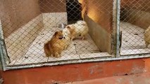 Operação contra rede de pet shops: mais de 60 animais são apreendidos