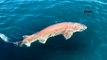 Çanakkale'de oltaya 4 metre uzunluğunda köpek balığı takıldı
