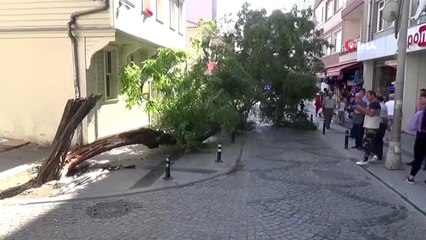 Silivri'de yıkılan ağaç caddeyi trafiğe kapattı
