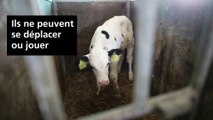 Maltraitance animale: des veaux laitiers exploités dans des conditions déplorables