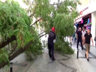 Silivri'de yıkılan ağaç caddeyi trafiğe kapattı